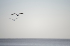 Seagulls, Stoney Bay NZ